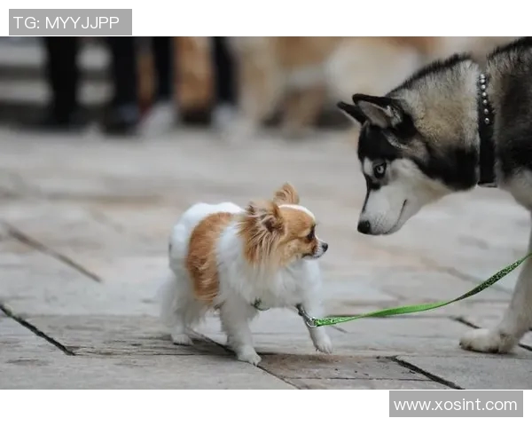 足球明星与他们的宠物们：那些场外的可爱伙伴与温馨故事